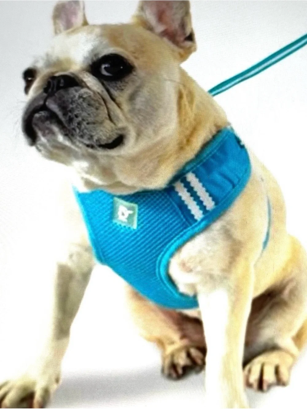 Green Mesh Dog Harness with leash included. large